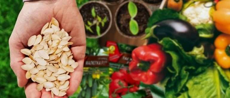 Семена оптом для бизнеса: как начать свое дело с минимальными вложениями