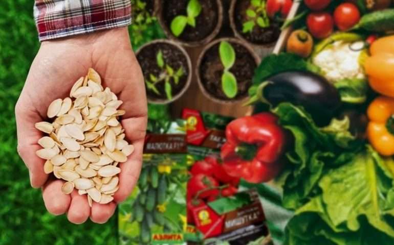 Семена оптом для бизнеса: как начать свое дело с минимальными вложениями